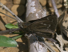 Hesperia metea
