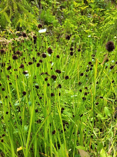 dagger rush (Juncus ensifolius)