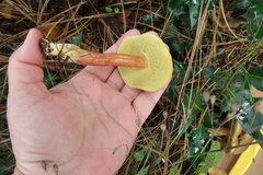 Xerocomellus salicicola