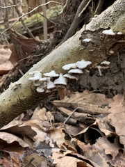 Schizophyllineae