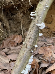 Schizophyllineae