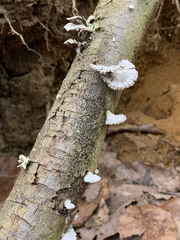 Schizophyllineae