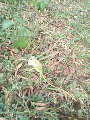 Polychrus gutturosus