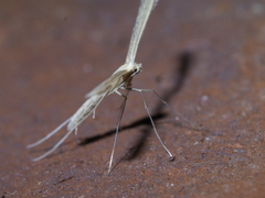 Pterophorini