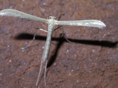 Pterophorini