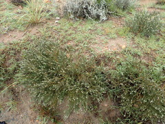 Gnidia francisci