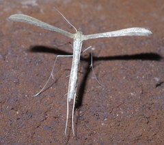 Pterophorini