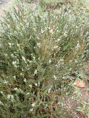 Gnidia francisci