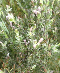 Gnidia francisci