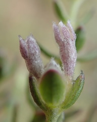 Gnidia francisci