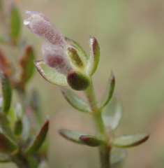 Gnidia francisci