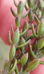 Gnidia francisci