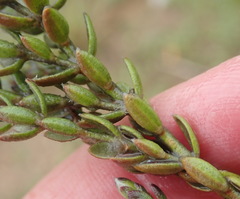 Gnidia francisci
