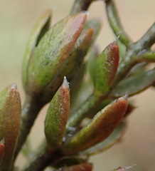 Gnidia francisci