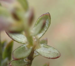 Gnidia francisci