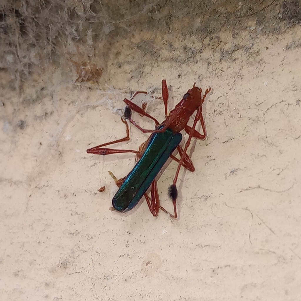 Cosmisoma nitidipenne