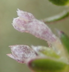 Gnidia francisci