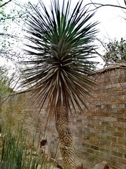Yucca filifera