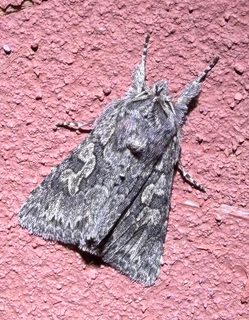 Xylocampa mustapha