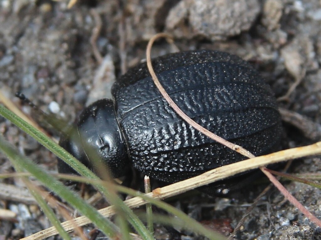 Pimelia rotundata