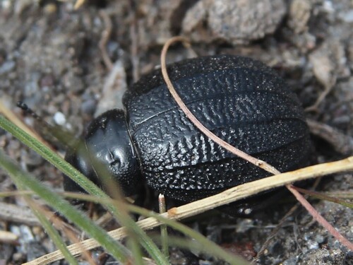 Pimelia rotundata