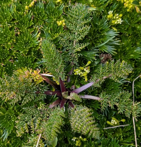 Chaerophyllum andicola observed 2026-01-24