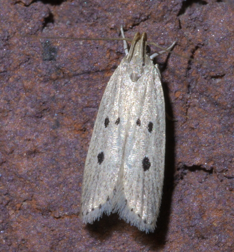 Helcystogramma melanocarpa photo 3