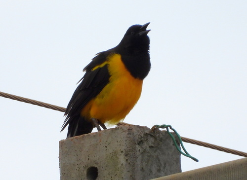 Yellow-rumped Marshbird