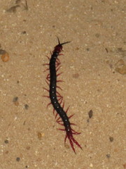 Cormocephalus nitidus