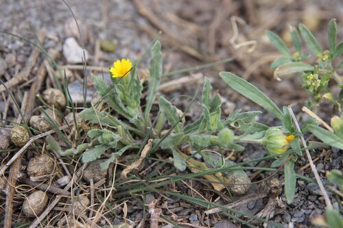 Calendula tripterocarpa (Calendula tripterocarpa)
