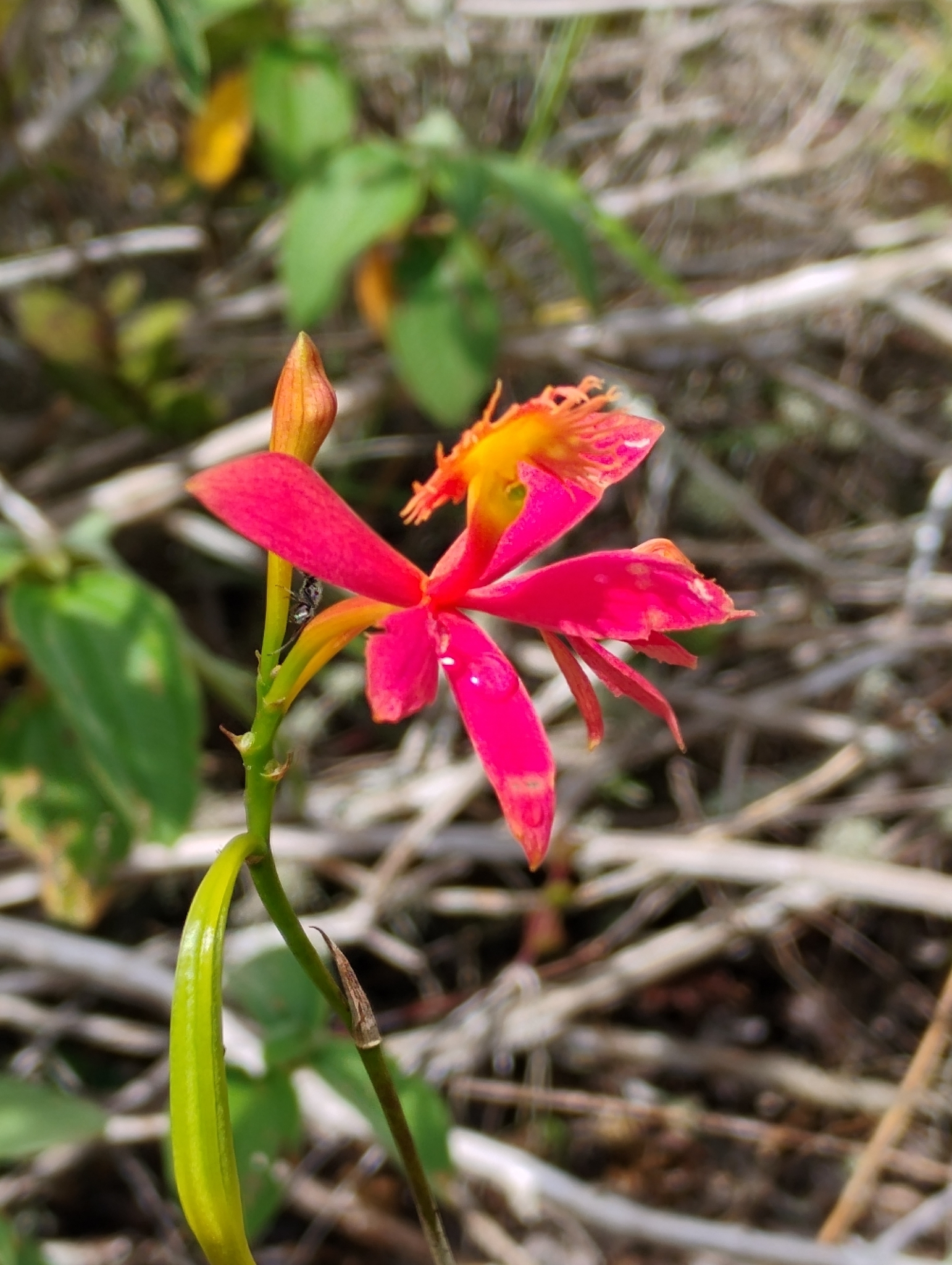 Epidendrum cinnabarinum