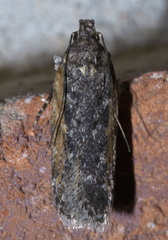 Filatima serotinella