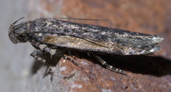 Filatima serotinella
