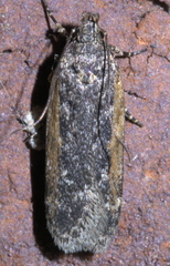 Filatima serotinella