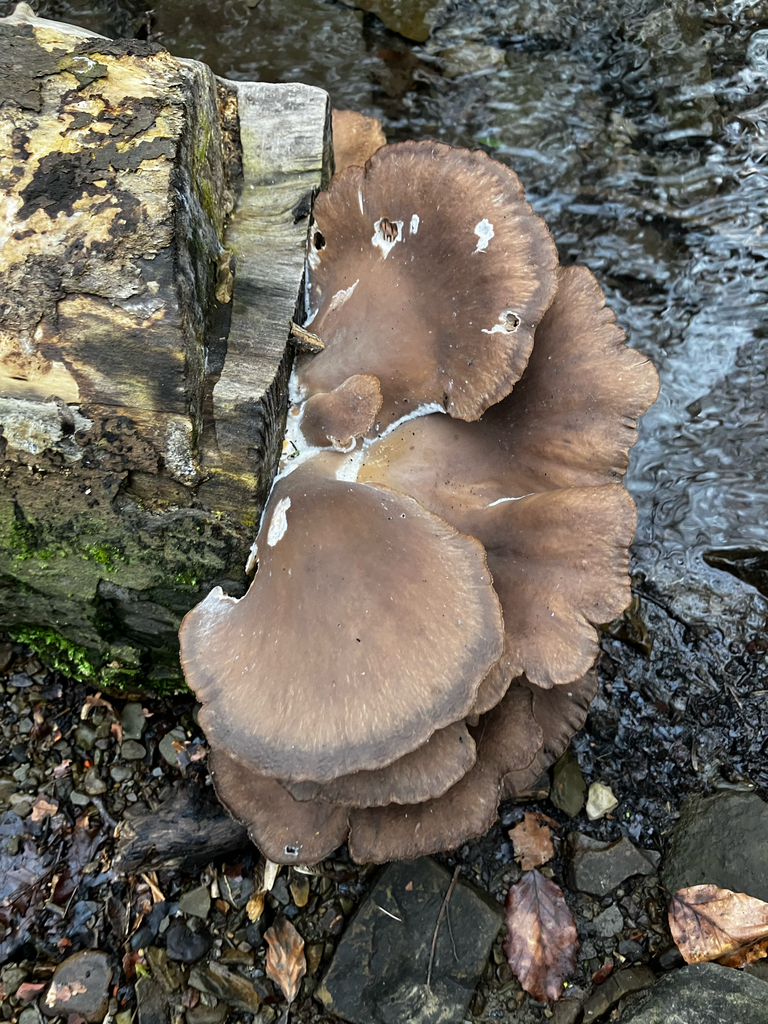Pleurotus ostreatus · March 2026 · photo: © adam24061 (iNaturalist, cc-by)