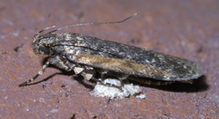 Filatima serotinella