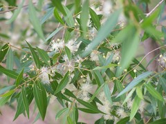 Blepharocalyx salicifolius
