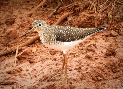 Solitary Sandpiper