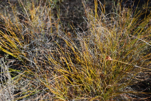Lilyleaf Tetrar (Tetraria crinifolia)