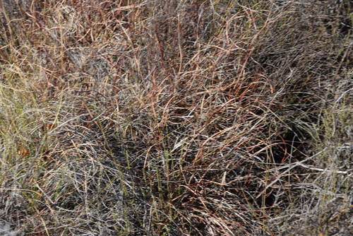 Visgat Sugarbush (Protea piscina)