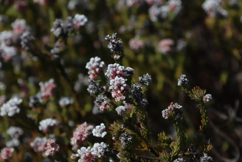 Cederberg spoon (Spatalla caudata)