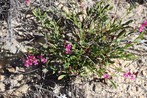 Brittle Indigo (Indigofera capillaris)