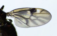 Berisina maculipennis