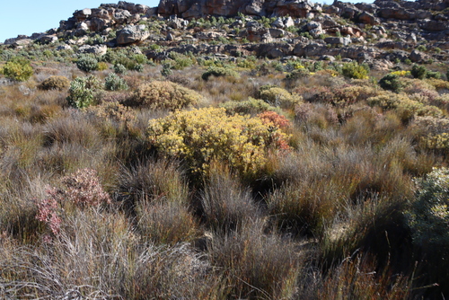 Red Oily Conebush (Leucadendron glaberrimum)