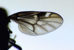 Berisina maculipennis