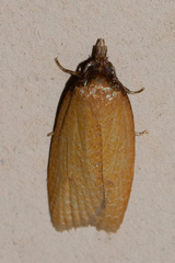 Sparganothis distincta
