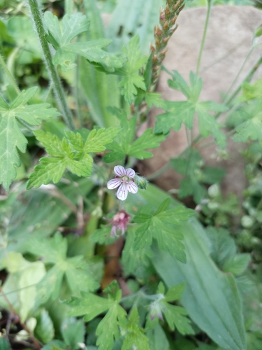 Seemann's geranium (Geranium seemannii)