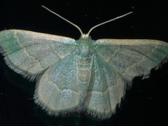 Chlorochlamys phyllinaria