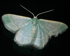 Chlorochlamys phyllinaria