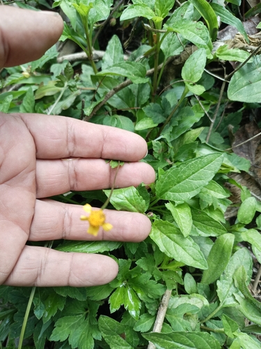Oppositeleaf Spotflower (Acmella repens)